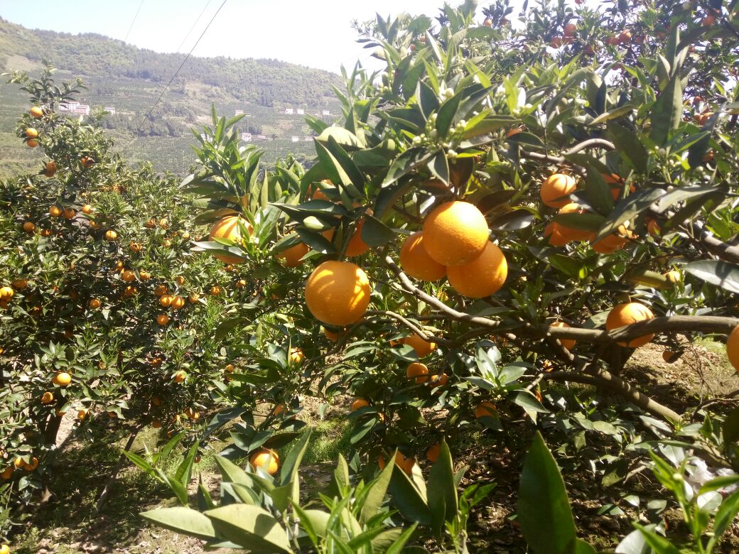夏橙果园中挂满金黄果实的场景,阳光透过树叶洒在果实上 夏橙果园中挂满金黄果实的场景