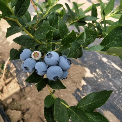 蓝丰蓝莓价格行情