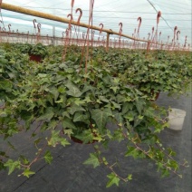 常春藤盆花带盆栽好30cm以下