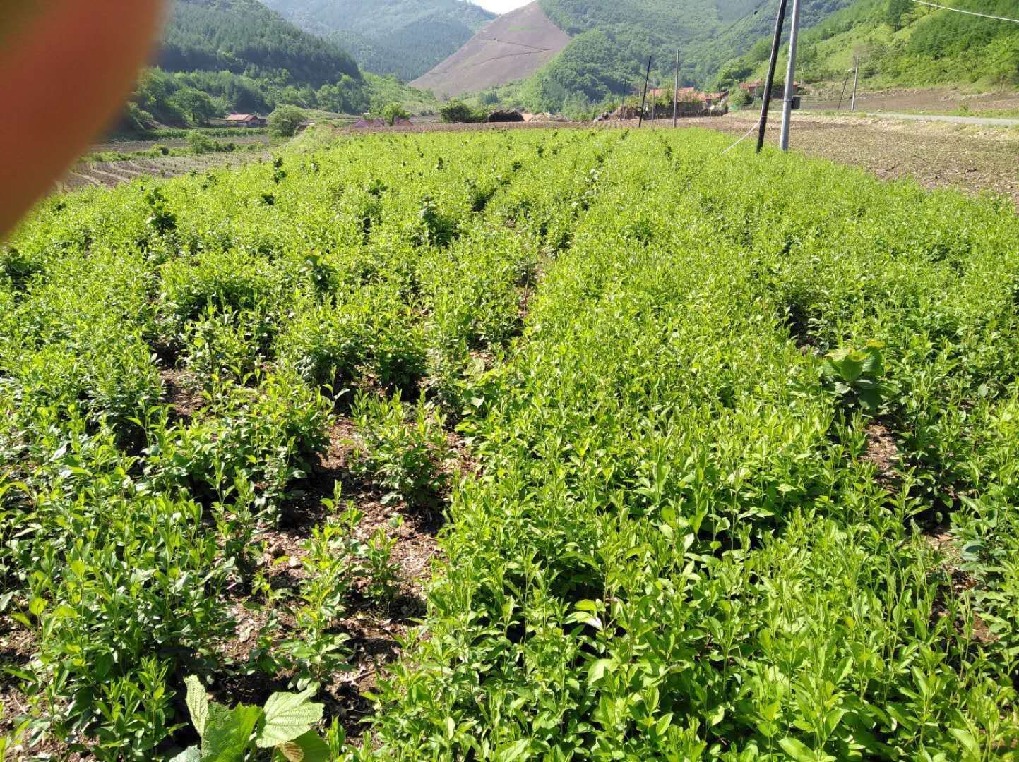 白术种植地实景图