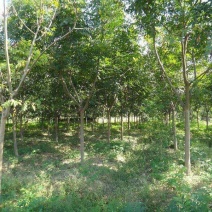 栾树4~6cm4~6cm3~3.5米