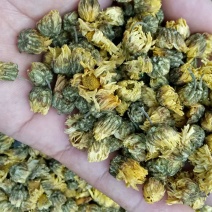 杭白菊袋装