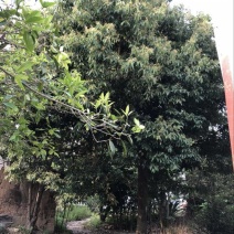 天竺桂造林绿化苗木农户直销