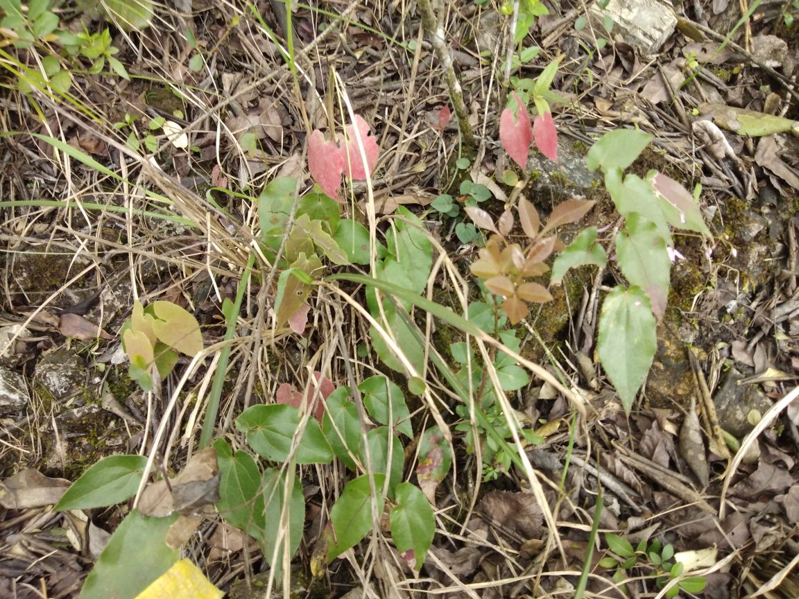 鱼腥草植物图
