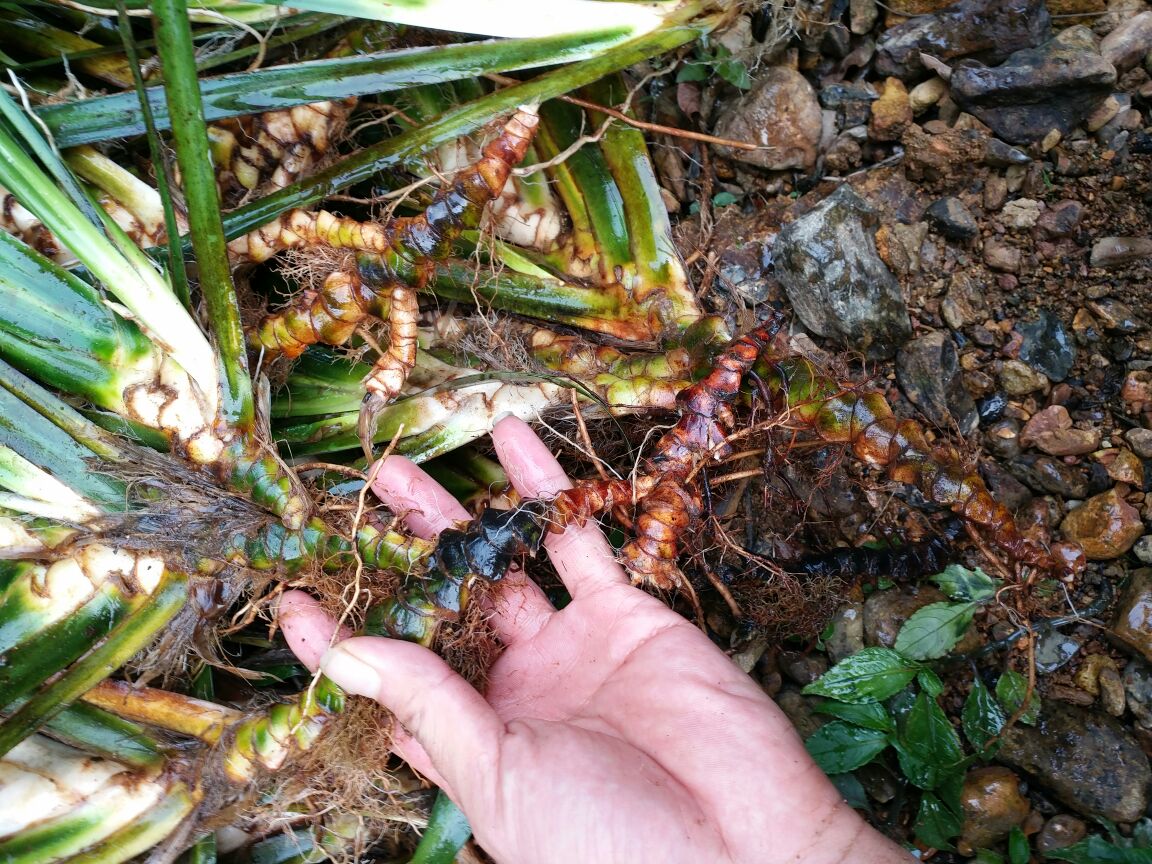 鱼腥草根与茎叶特写图