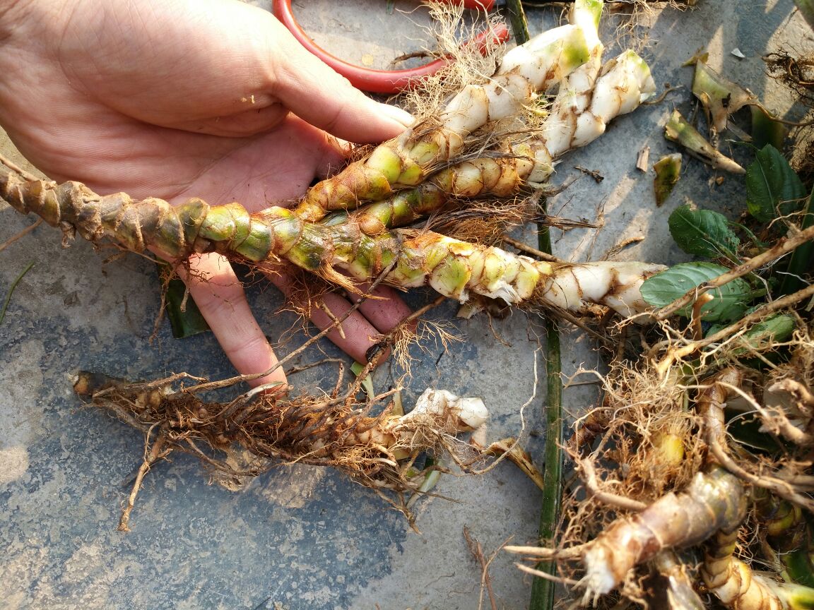 展示整株折耳根植物,包括地下部分和地上茎叶,用于说明其整体形态 折耳根植物整体图