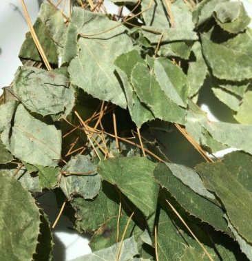 野生淫羊藿三枝九叶草