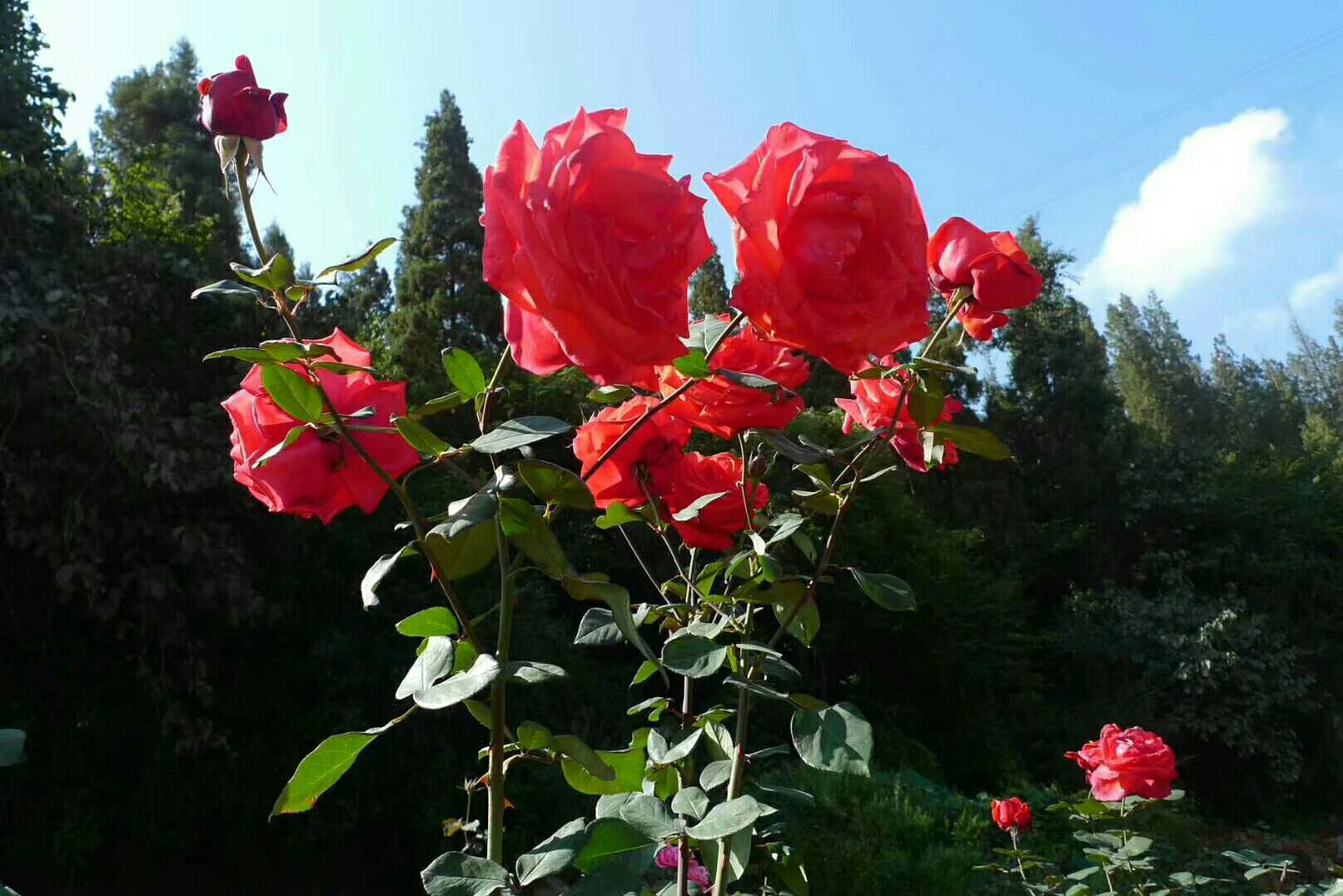 园艺师正在对蓝色阴雨月季进行牵引修剪，枝条被固定在金属花架上，背景为盛开的紫色花串