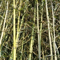 早园竹3~4m