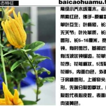 佛手树苗