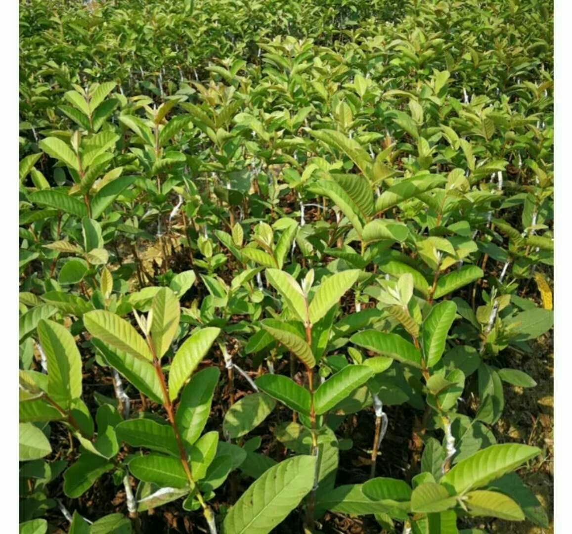 番石榴幼苗冬季防寒覆盖实景