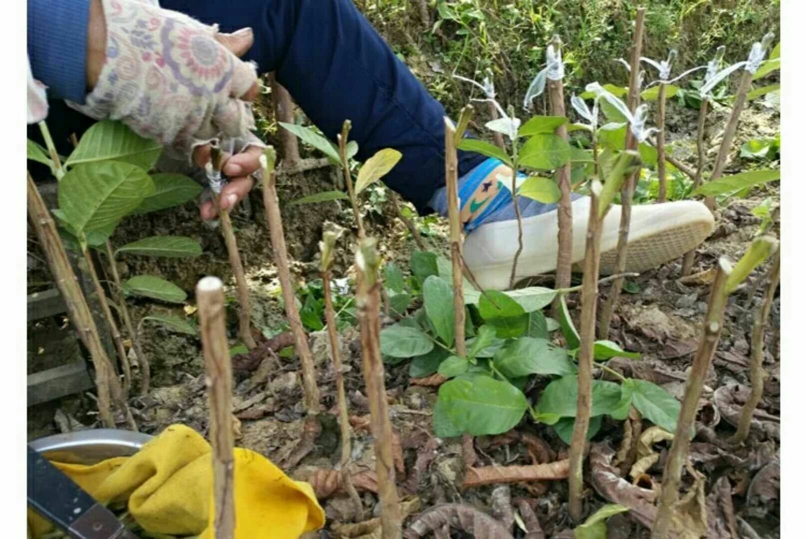 石榴嫁接操作示意图