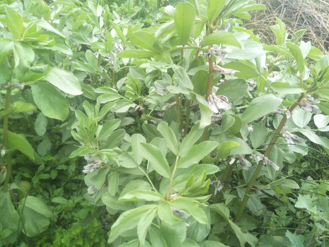 广角镜头拍摄的田野中成片生长的蚕豆植株,植株高度约60-80厘米,茎干直立,叶片宽大呈灰绿色,部分已开花,花朵为白色带黑斑,类似蝴蝶状。土壤为深褐色,天空晴朗,展现春季农作景象 田间生长的蚕豆植株全景图