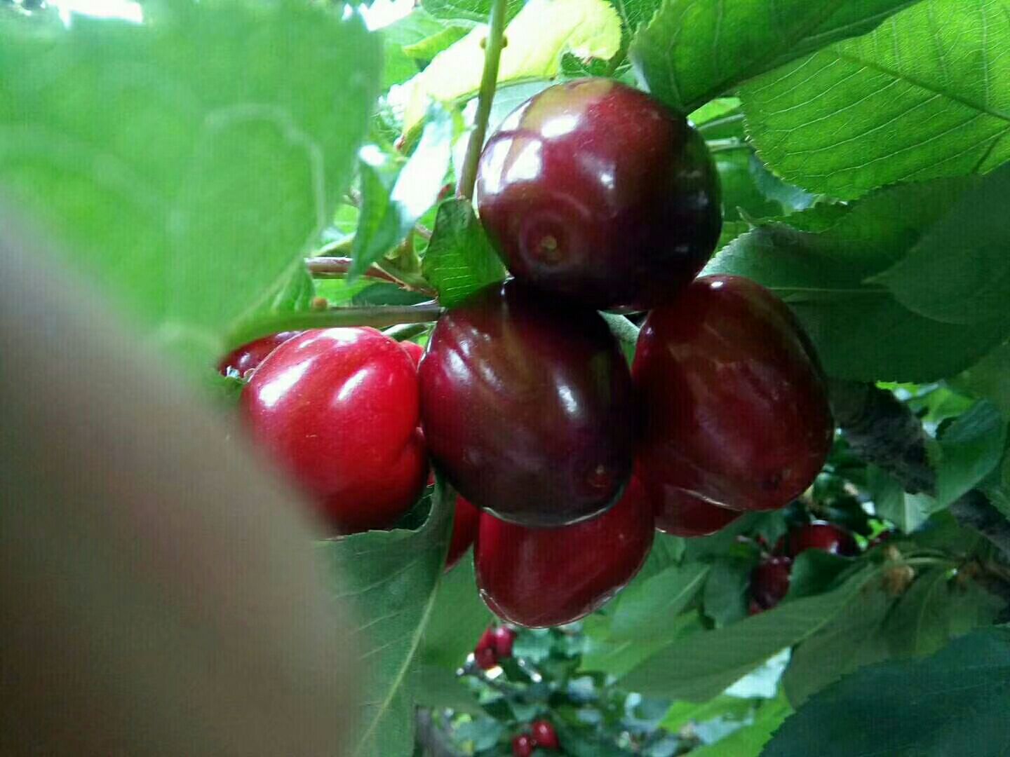 无人机俯拍视角:南美洲安第斯山脉脚下广袤樱桃园,果树枝头密布深红果实,工人身着橙色工装正在梯架上手工采摘,远处可见雪山与蓝天,地面停靠冷藏运输车,时间为南半球1月盛夏正午 智利樱桃果园冬季采收实景航拍图