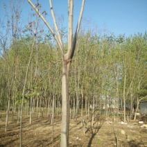 栾树10~12cm8~10cm3~3.5米