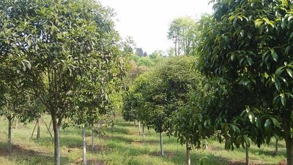 八月桂采摘与初加工现场