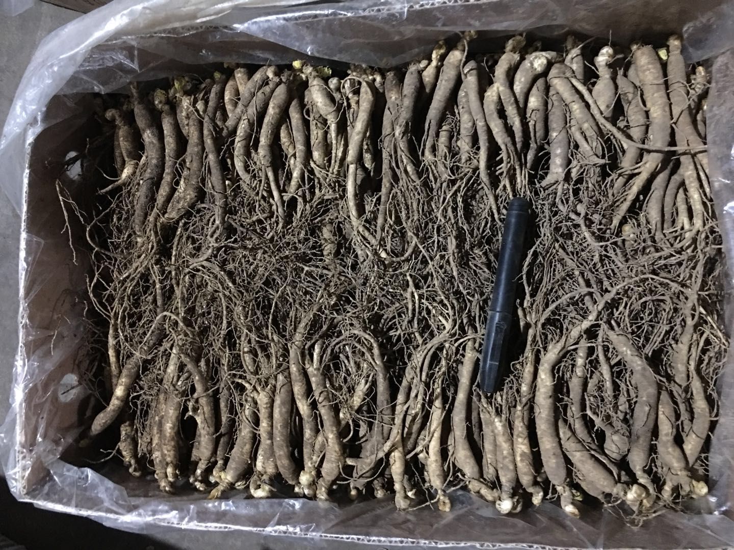 图片说明:一组现代鲜人参电商包装场景,包括带湿润苔藓的保鲜箱、真空锁鲜袋、冰袋配置、二维码溯源标签,以及冷链快递车辆正在装货的画面,体现从产地到消费者的全程温控与透明化管理 鲜人参电商包装与冷链配送实景图