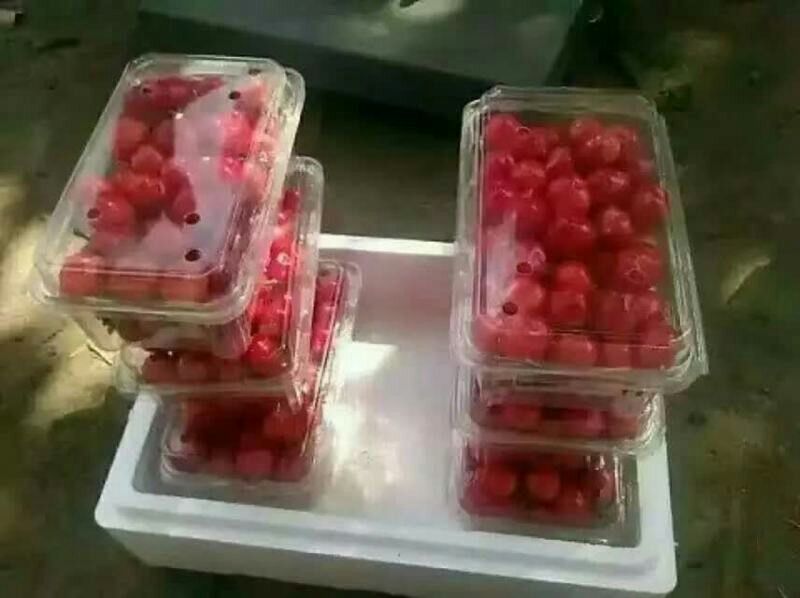 一个透明塑料盒内装有湿润的蛭石介质,其中埋藏数枚樱桃果核,盒子外侧贴有标签注明‘红灯樱桃-2024.11.15’,整体放置于家用冰箱冷藏格架上 樱桃种子层积处理装置示意图