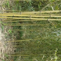 苦竹3~4m