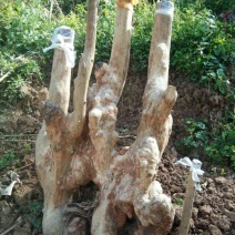 马灵光1.5~2m