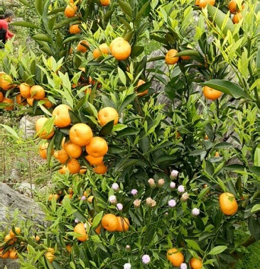 [马水桔批发]马水桔 4.5~5cm价格2.50元/斤 - 一亩田