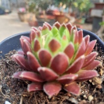 多肉植物西瓜球