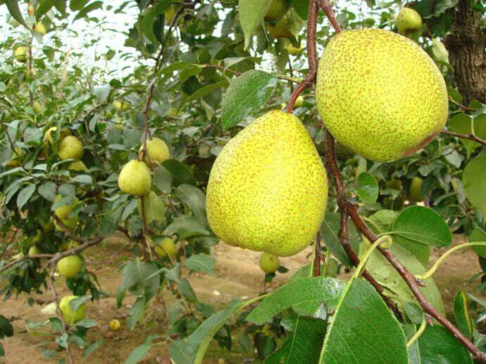 莱阳梨果园中金黄饱满的梨子挂满枝头 莱阳梨果园风光