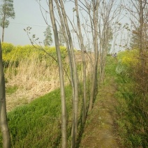 栾树4~9cm4~9cm2.5~3米
