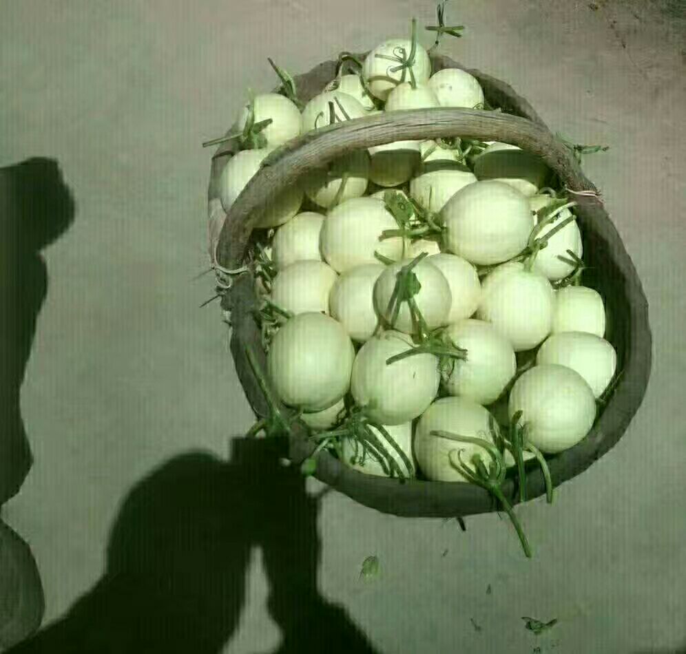 翠绿饱满的翠梨甜瓜整齐摆放在竹编果篮中，表皮光滑泛着自然光泽，背景为阳光下的瓜田