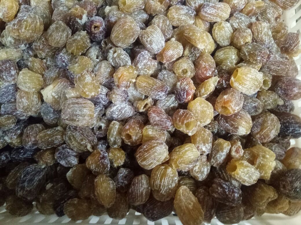 概念合成图:台湾蜜枣‘从枝头到指尖’全链路可视化呈现,涵盖种植端、加工端、消费端三大场景,强调科技感与新鲜感并存 台湾蜜枣产业链全景图:左侧为武鸣标准化果园(挂果累累的无刺枝条),中部为现代化冻干车间内操作员监控真空度参数,右侧为电商直播间特写——主播手持切开蜜枣展示脆白果肉,背景板显示“24小时现发·顺丰冷链”