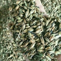 知母种子，育苗一年卖，出芽率高，好管理！