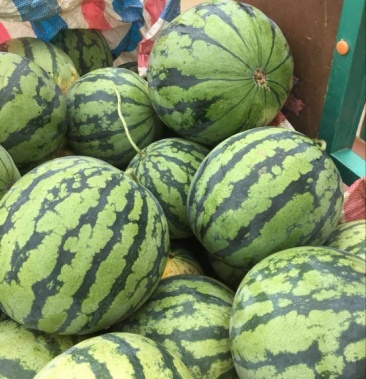 真品花麒麟黑麒麟西瓜8斤打底8成熟1茬