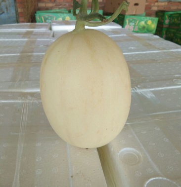 红金蜜号甜瓜精品2斤以上