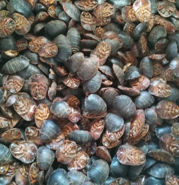 [土元批发]土元 大母虫价格16.00元/斤 - 一亩田