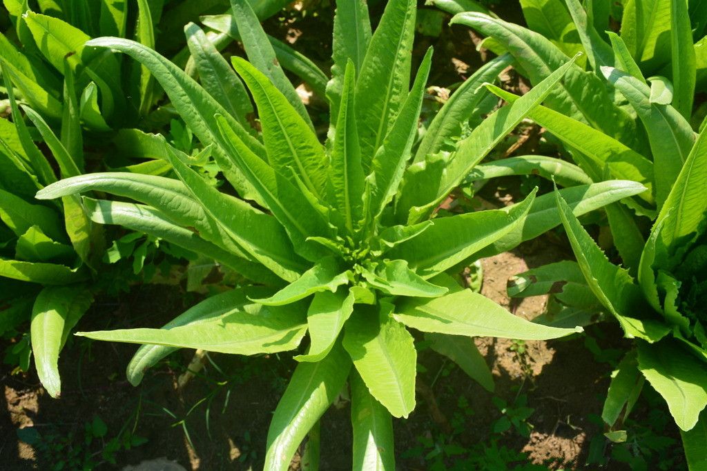 茎用莴苣（青笋）整株特写：带少量展开绿叶的粗壮青绿色肉质茎，表皮光滑微泛蜡质光泽，基部可见浅褐色须根残留，顶部保留2–3片鲜嫩披针形叶片，整体呈现清新生机感