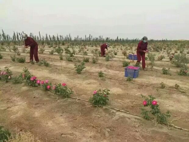采摘工人正在吉林省榆树市的玫瑰种植基地进行手工采摘,确保花朵完整无损,保留最佳风味 东北四季玫瑰采摘现场