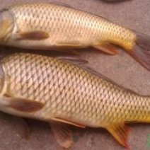 池鲤鱼食用1~2公斤