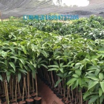 台农芒果苗，贵妃芒果苗，金煌芒果苗，桂七芒果苗，大量供应