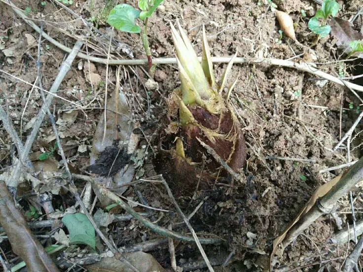 城市绿化带中生长出的野生竹笋特写,地面湿润,笋体带有泥土,周围有园林维护痕迹 绿化带中冒出的几株新鲜竹笋,周围是修剪整齐的草坪和人行道,背景可见城市道路和树木