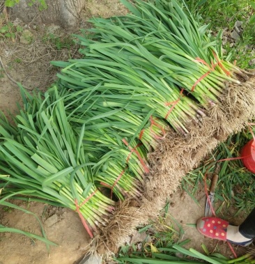 [四季蒜苗批发]四季蒜苗 50~60cm价格0.60元/斤 - 一亩田