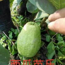 西瓜番石榴苗30~50cm