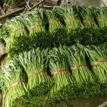 青梗子蕹菜30厘米以上
