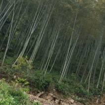 竹子2~3m