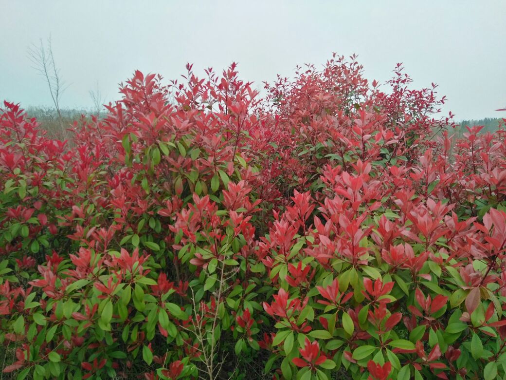 桂花叶片与花朵对比图