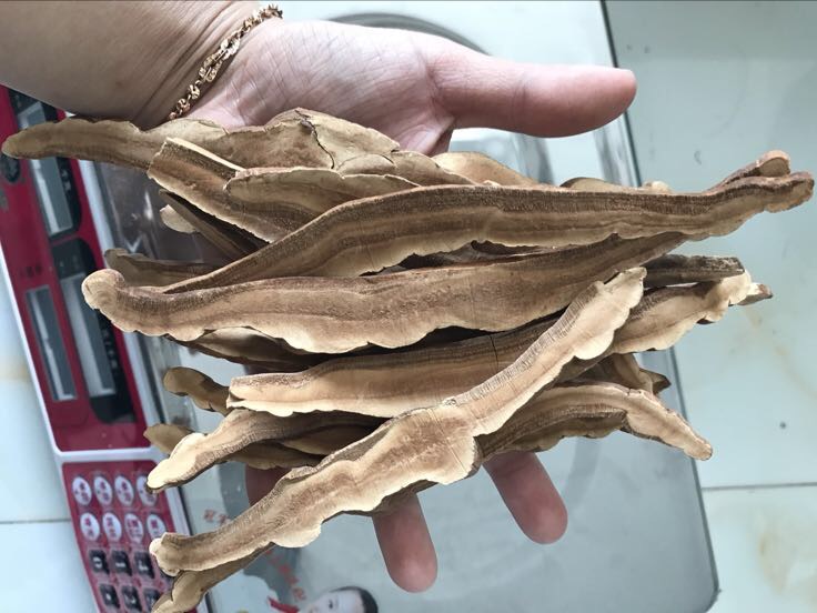 展示灵芝切片的具体操作过程,包括握灵芝、切片动作等 灵芝切片过程展示