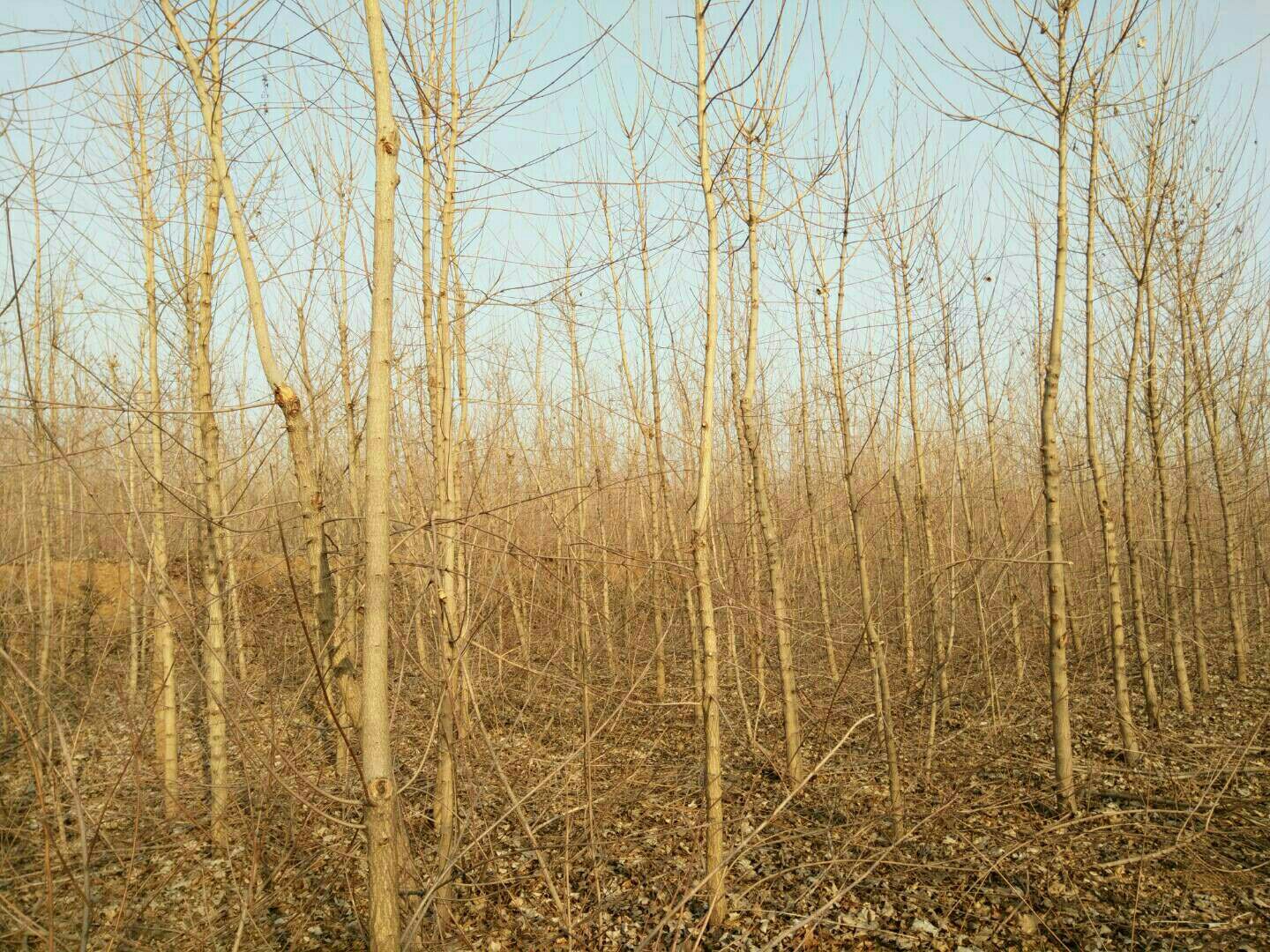 五角枫在冬季雪地中依然挺立