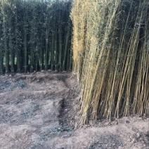 竹子1~2m