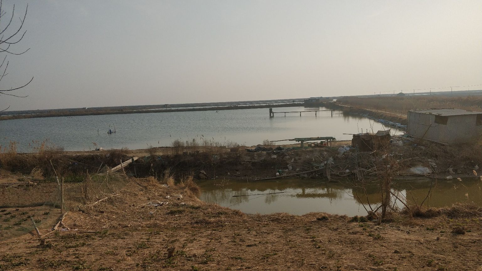 大白对虾在淡水池塘中养殖场景