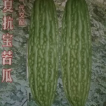 苦瓜苗白珍珠苦瓜苗场直销量大从优质量保证