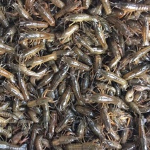 龙虾苗人工养殖虾苗